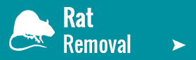 Rat Removal