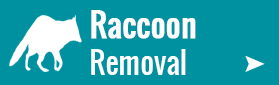 Raccoon Removal